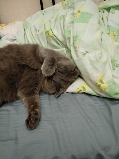 Кот Шотландец, Капитон Капитонович, 1,5 года. Любит поспать и поохотиться на птиц, особенно голубей. Не любит, когда его долго держат на руках, но всегда сопровождает нас в прогулках по квартире. Фото Марина