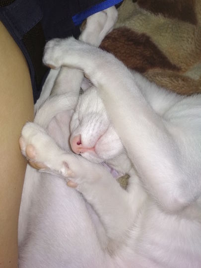 Не так давно у нас завелось вот это чудо, которое очень любит спать тогда, когда все бодрствуют, и наоборот... По утрам он исправно подрабатывает будильником! Благодаря ему у нас как в армии - подъем стабильно в 6:00! Фото Денис