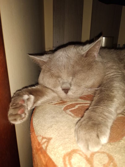 Кота зовут Васька . Он очень добрый и игривый. Умеет говорить слово Мама. Фото Оля