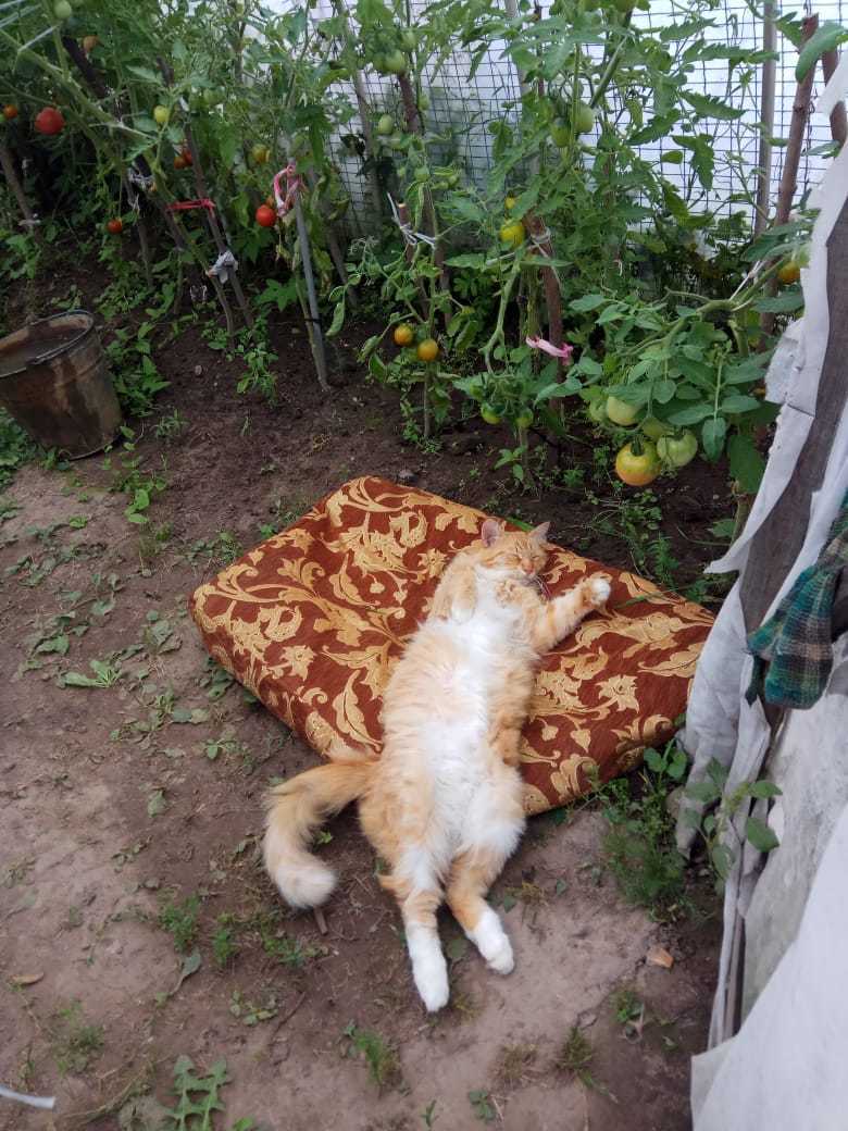 Кот Лео любит дачу и свою хозяйку Валентину Ивановну. Фото Татьяна