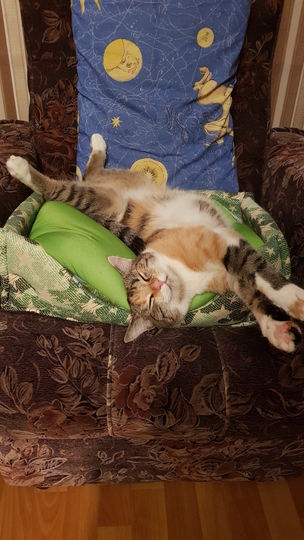 Это наша любимица кошечка Джесси. Очень любит поспать, но больше всего обожает играть. Фото Елена