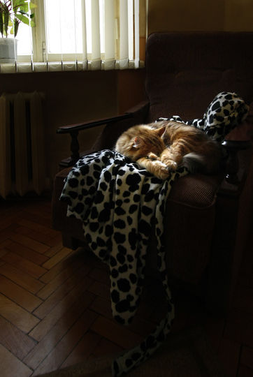 Если уж спать, то на мягком. Любимая всеми в семье сибирская кошка Греза. Фото Наталья