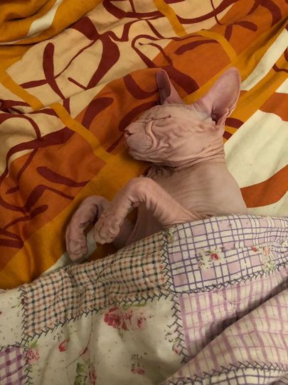 Кот Марсик. 2 года. Марсианин любит спать под одеялом. Фото Илья