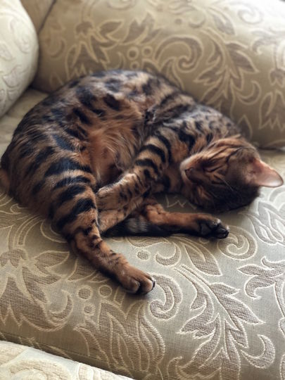 У пусть весь мир подождёт) кличка кота Лекс. Фото Ляйсян
