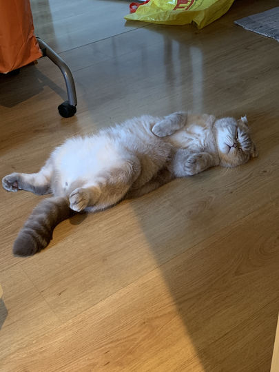 Мой кот Эфирчик спит в своей любимой позе! Фото Наталья