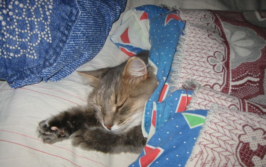 Ох, не рано встаёт охрана. Кошка Грэя. Фото Мария