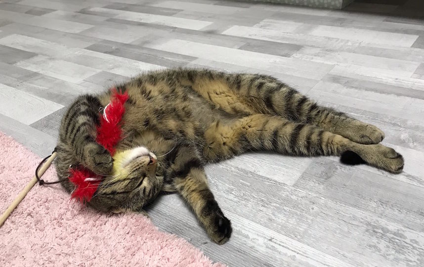 Спящие котики растопили сердца москвичей