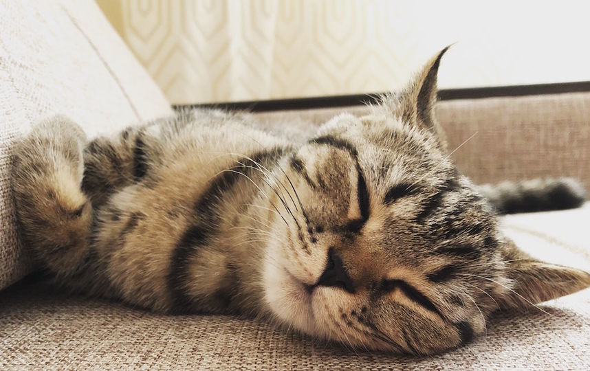 Нашего котёнка зовут Мята. Она очень активная, поэтому хорошие фотографии можно сделать только в спящем виде. Они получаются безумно милые! Фото Лиля