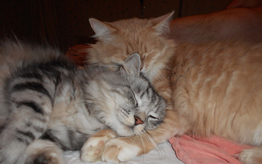 Эти два чувака- наши любимцы: Том (серый с белыми сапожками) и Джерри (розовый с белым пузиком). Общий вес- 16(!)кг. Иногда мы им завидуем: вот это жизнь!. Фото Людмила