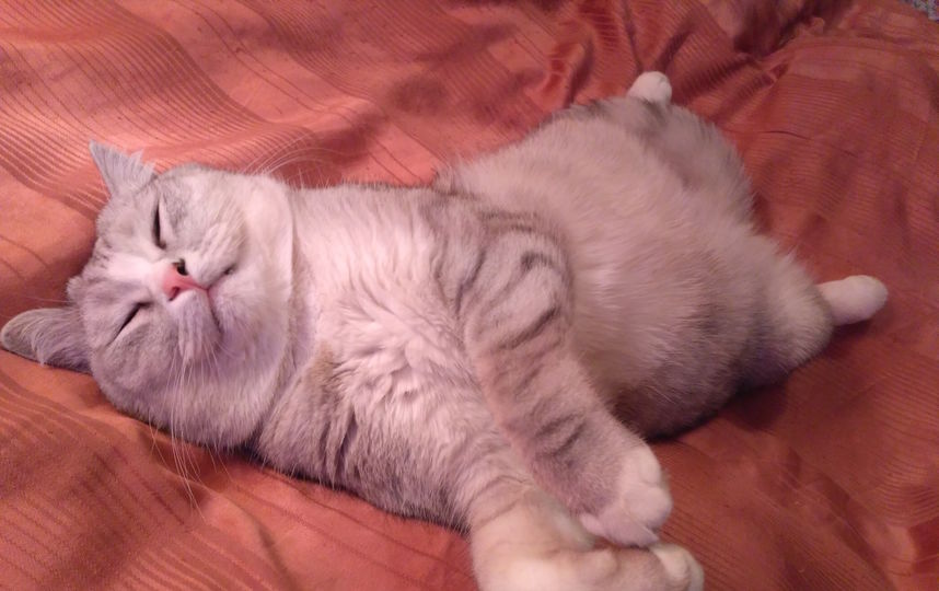 Мама у нас шотландка, папа дачник. Что там Таити, нам и здесь хорошо спится. Фото Наталья