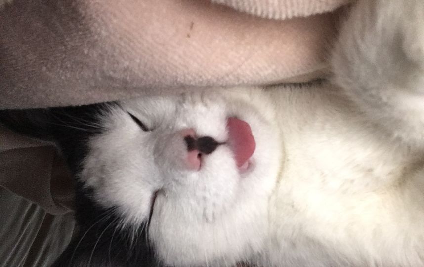 Кот Ерофей. У нас очень много фотографий, потому что он постоянно спит, а мы на него умиляемся. Фото Анна