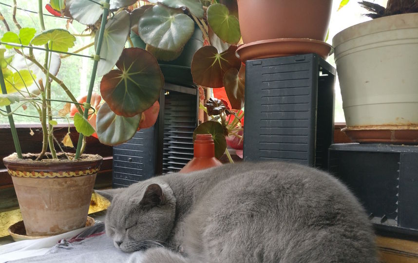 Тишка - любитель покопаться в цветочных горшках. Фото Светлана