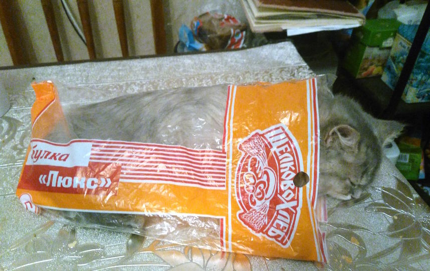 Муся - пушистая, величественная, неприступная красавица с необычным окрасом. Она не любит, когда незнакомые люди приходят в дом, и прячется в труднодоступных местах. Но она настолько пушистая и красивая, что гости все равно пытаются ее отыскать и хотя-бы немного потискать. Когда она была маленьким котенком, могла заснуть даже там, где казалось бы это невозможно. Фото Ольга