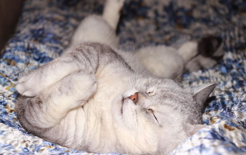 Это наш кот-британец. Его зовут Сэм. Ему 4 года. В нашей семье он любимец. К нам домой его принес мой старший сын Дмитрий, а теперь с ним с удовольствием играют трое младших детей-Маша, Варя, Коля. Фото Ирина