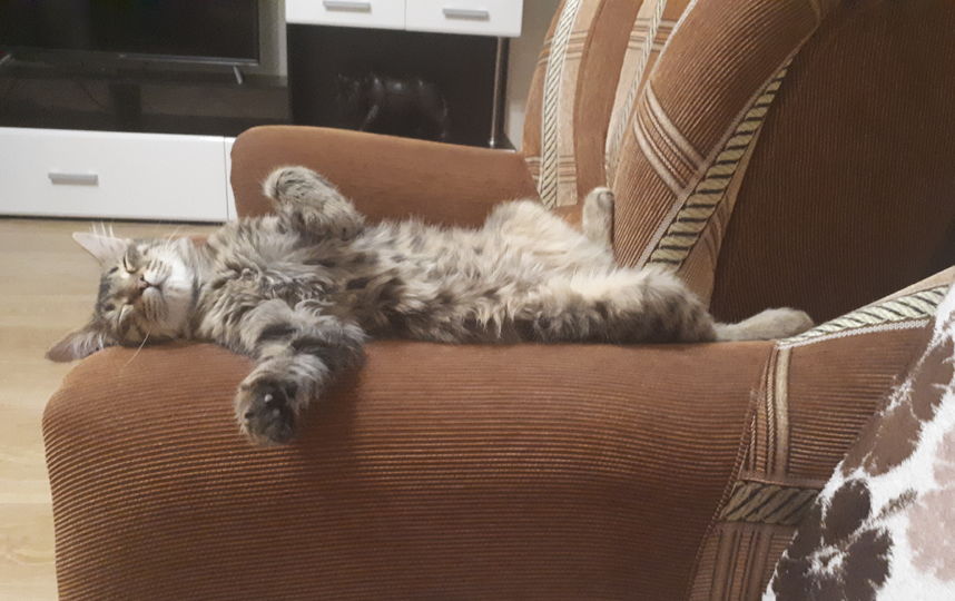 Кличка кота: Маки. Фото Алёна