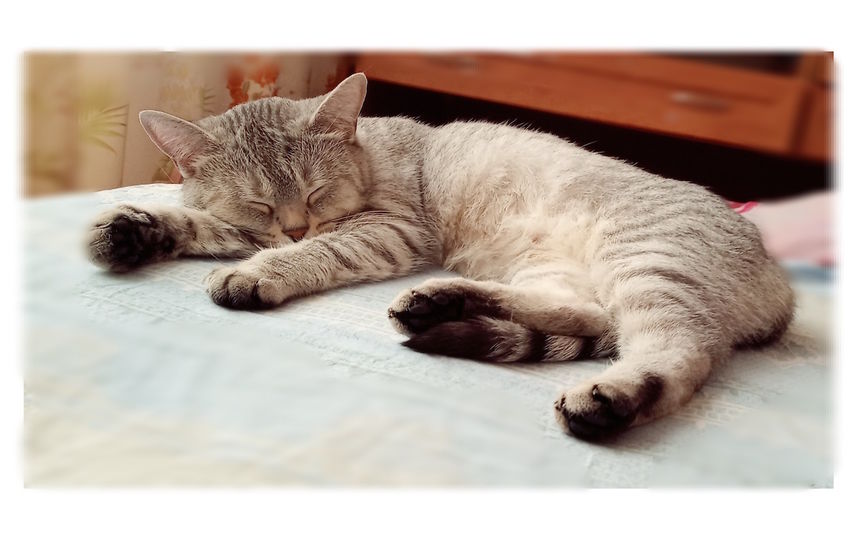 Кошка Афина. Фото Марина