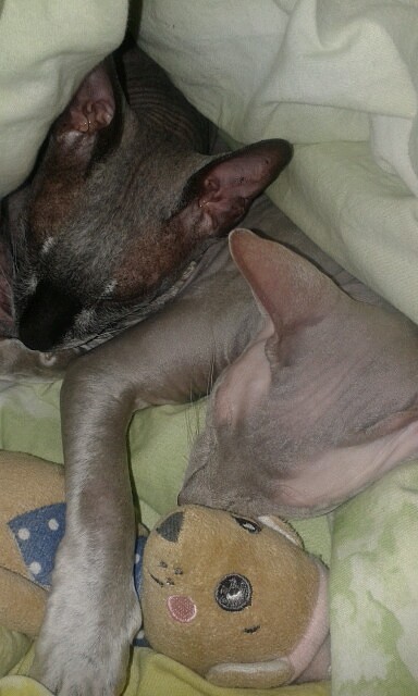 Спят усталые игрушки Винсент, Дульсинея и мышь-малыш. Фото Алла