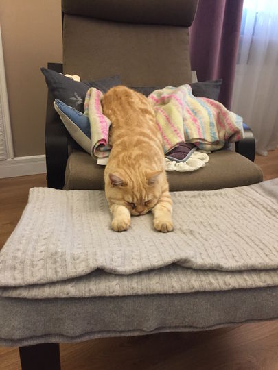 Спят усталые игрушки. Фото Ольга