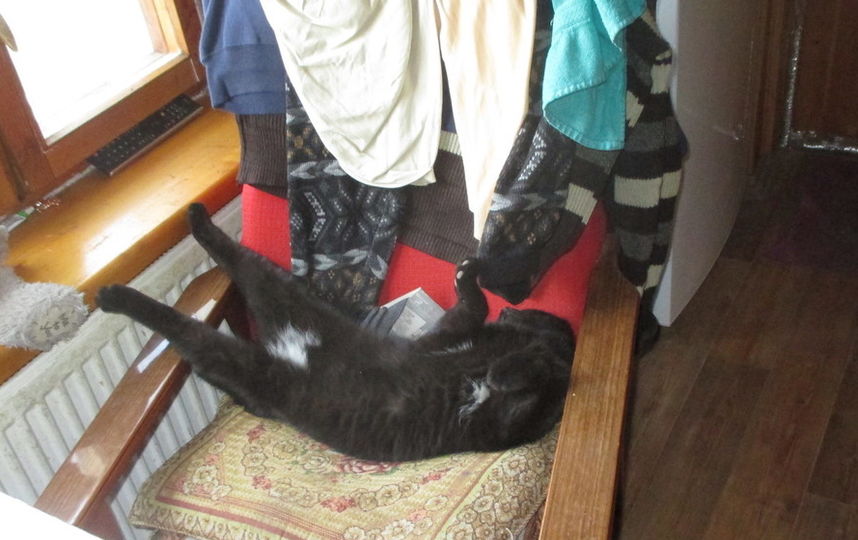 Наш пушистый чёрный дружок Негрито, разлёгся на кресле, нежится, лапки вытянул и отдыхает... Фото Денис