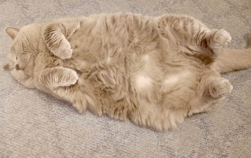 Кошечка Эрика, 13 лет. Очень своенравная, любит спать на пакетах и в проходе, мешая ходить. Чувствует себя хозяйкой квартиры, а все остальные члены семьи, то есть люди должны ее обслуживать: кормить, убирать за ней и гладить, когда она разрешит. Фото Татьяна