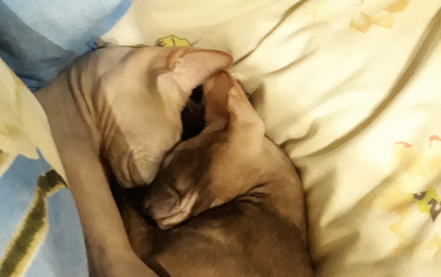 Наши любимки Дульсинея и Бенджамин, ооочень любят покушать и сладко поспать. Фото Алла