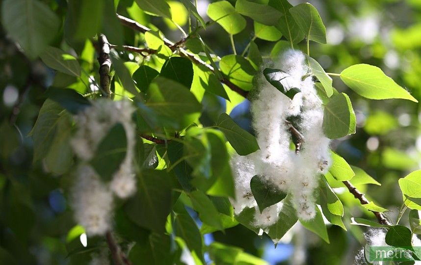Стало известно, когда в Москве полностью исчезнет тополиный пух