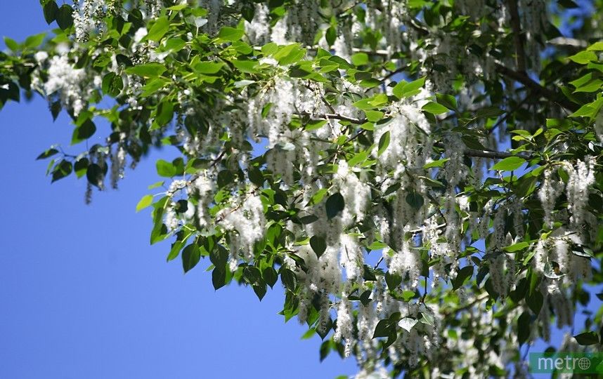 Стало известно, когда в Москве полностью исчезнет тополиный пух