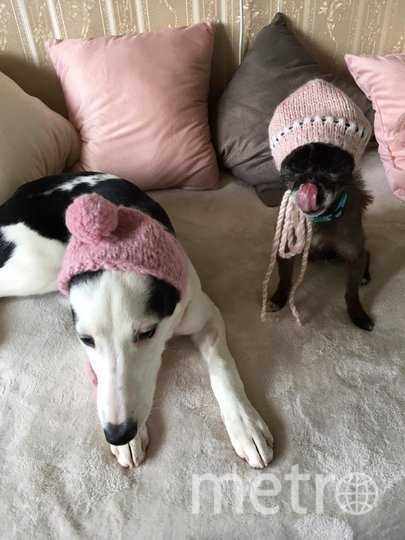 Умка и её старший товарищ Дэни. Фото Ольга Чуева, "Metro"