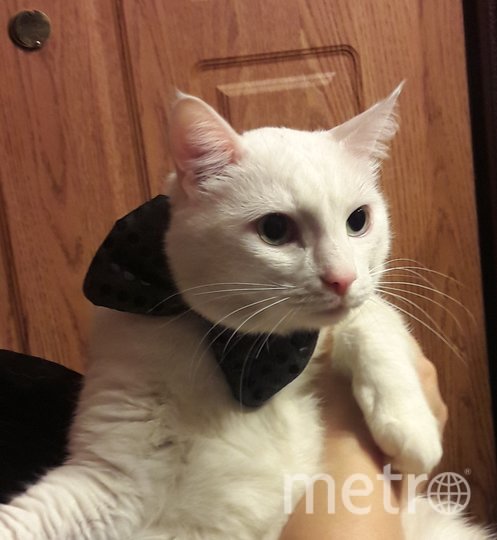 Марсик к приёму гостей готов! Фото Екатерина Конатурова, "Metro"