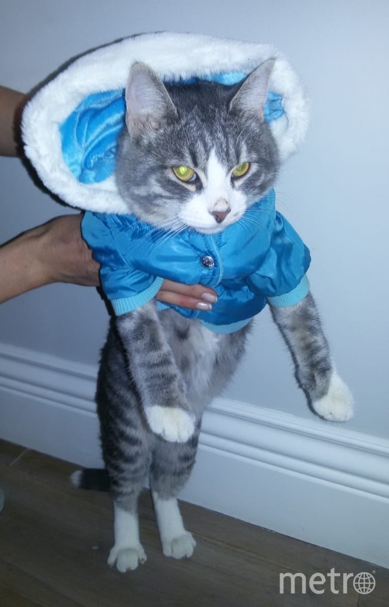 Кот Зефир к одёжкам не привык, поэтому такой сердитый. Фото Оксана Долгова, "Metro"