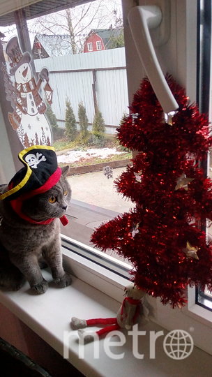 Ватсон в новогоднем наряде пирата. Фото Елена Усова, "Metro"