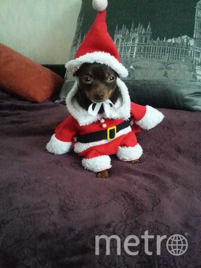 Арчи тоже любит наряжаться. Да так, что скоро хозяевам придётся покупать шкаф для его одежды. Фото Ирина Федюкова, "Metro"