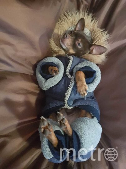 Арчи тоже любит наряжаться. Да так, что скоро хозяевам придётся покупать шкаф для его одежды. Фото Ирина Федюкова, "Metro"