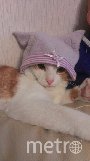 Персик носит всё только от "Gucci". Фото Елена Осипова, "Metro"