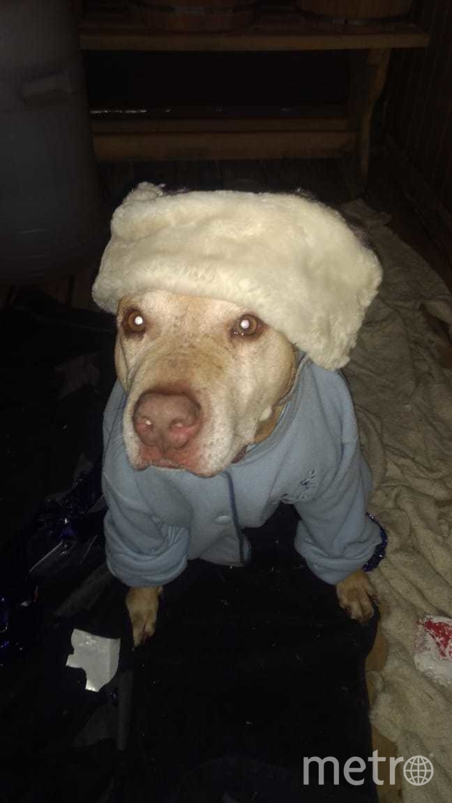 К зиме утеплились! Фото Е.Париева, "Metro"