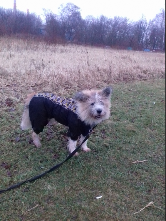 Оказывается, этому брутальному псу тоже нравится одеваться в красивую одежду. Фото Мартинес-Орлов Сергей, "Metro"