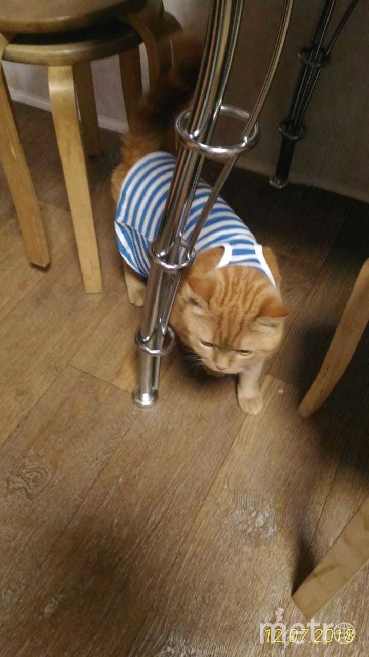 Кот Азраиль в душе моряк. Фото Ирина Федюкова, "Metro"