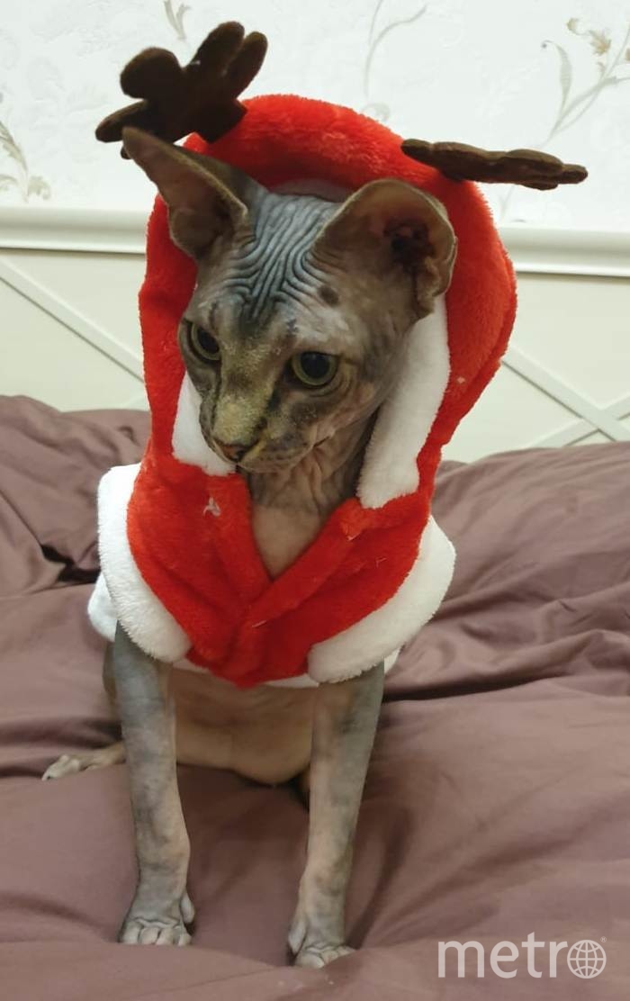 У Мейсона нет шерсти, поэтому зимой его согревают костюмчики. Фото Минаева Мария , "Metro"