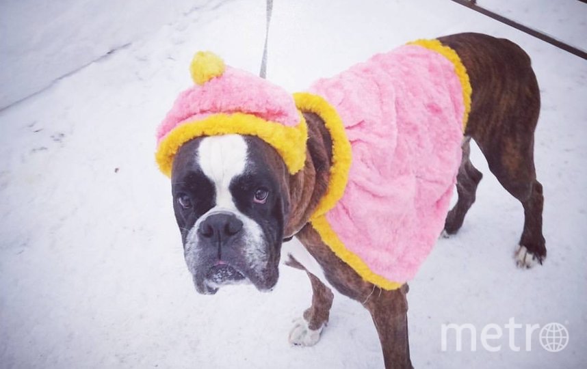 Аксор на Новый год временно исполнял обязанности снегурочки. Фото Елисеева Олеся, "Metro"