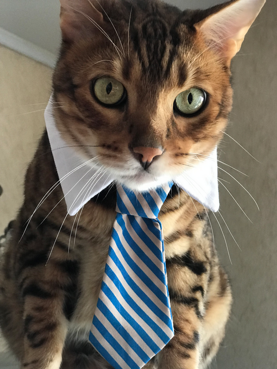 Нельсон Бенгальский - в доме начальник. Фото Лариса Козлова, "Metro"