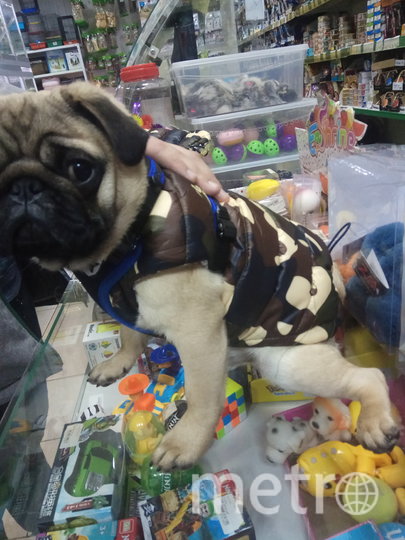 Шериф любит примерять обновки. Фото Кирилл Говоров, "Metro"