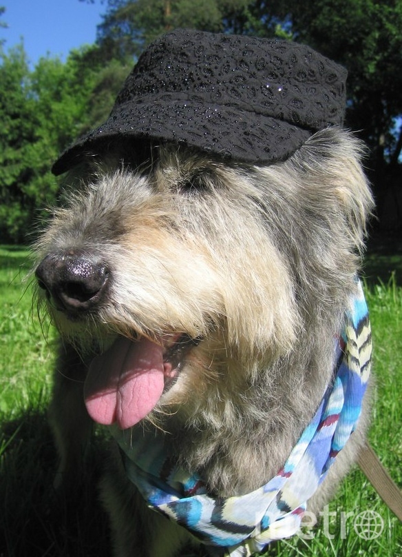 Собакобабушка Кейси желает всем здоровья и долгих лет! Фото Оксана Алексеевна, "Metro"