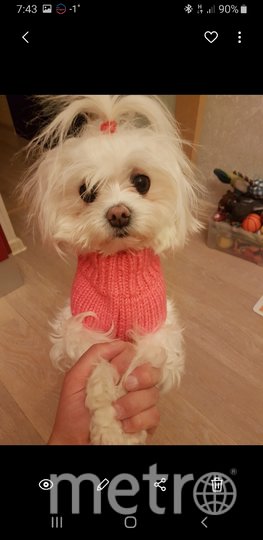 Пэрис и её образы для "красных дорожек". Фото Александр Власенко, "Metro"