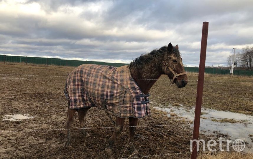 К зиме утеплились даже лошади. Фото Е.Париева, "Metro"