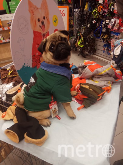 Шериф любит примерять обновки. Фото Кирилл Говоров, "Metro"