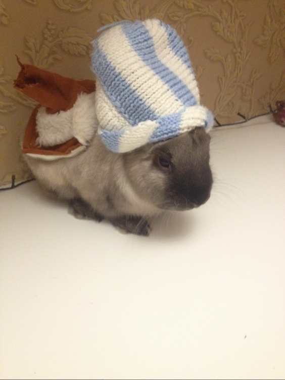 И хомячок Лапушок. Фото Роман Пятин, "Metro"