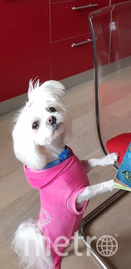 Пэрис и её образы для "красных дорожек". Фото Александр Власенко, "Metro"