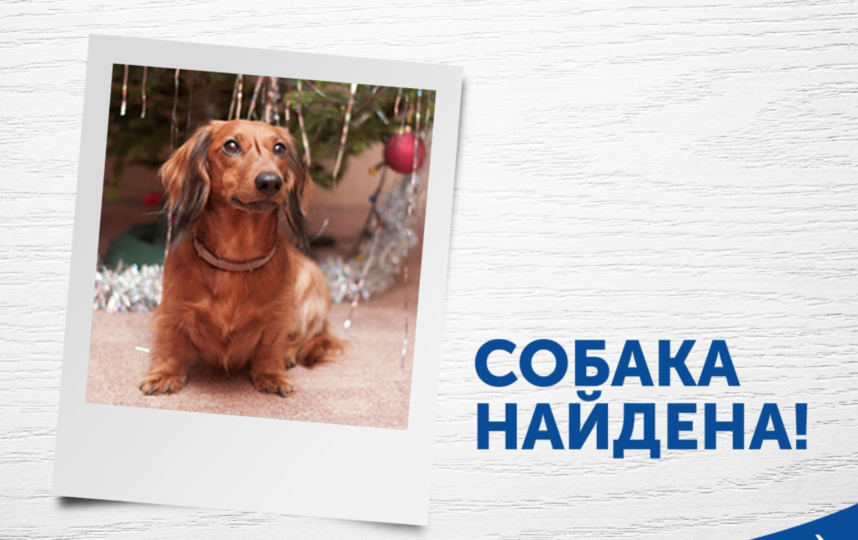 Такса, пропавшая при разгрузке рейса Хабаровск – Москва, вернулась к хозяевам