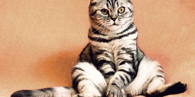 Кот думает. Но о чём?