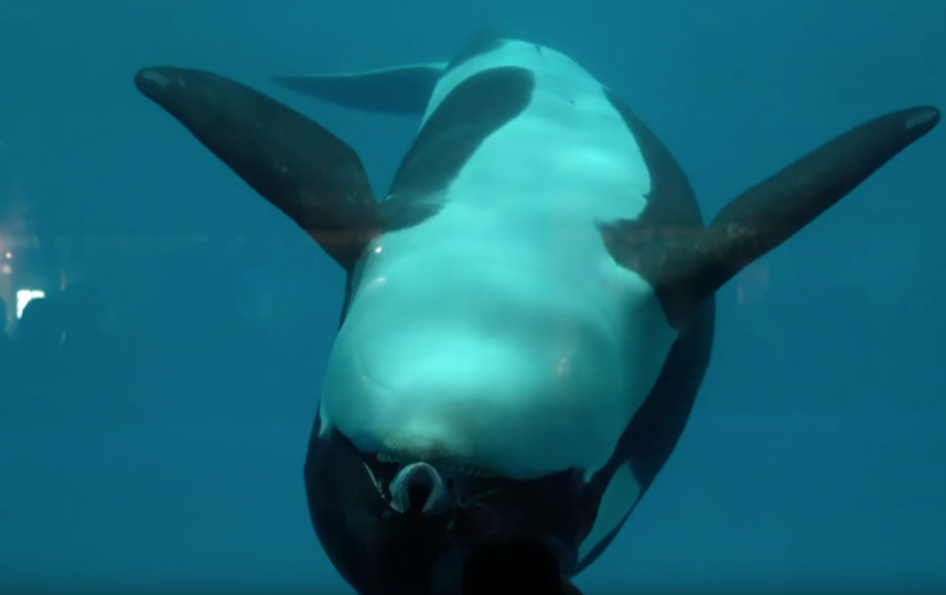 Так тренируют косаток. Фото скриншот youtube.com/watch?v=YCDAa1nRnRI